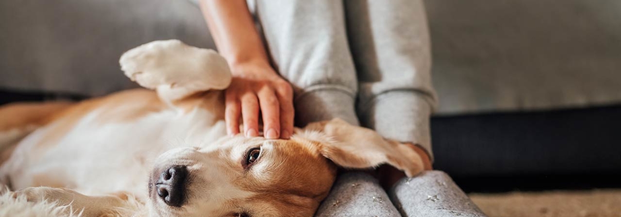 Photo of a woman sitting on a sofa while petting her adorable dog on the floor