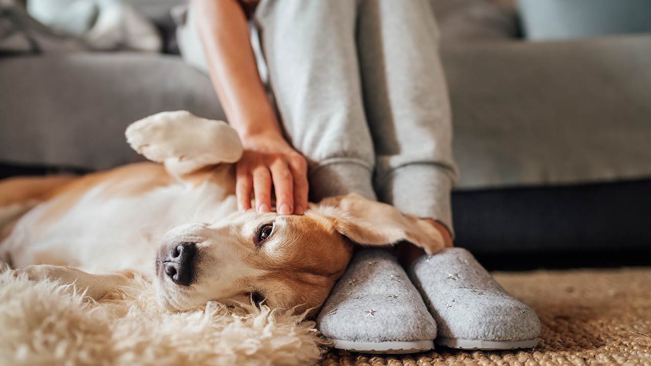 Top Tips for Selling With Pets in Your Home