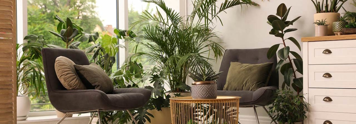 Photo of a lounge area interior with comfortable armchairs and houseplants