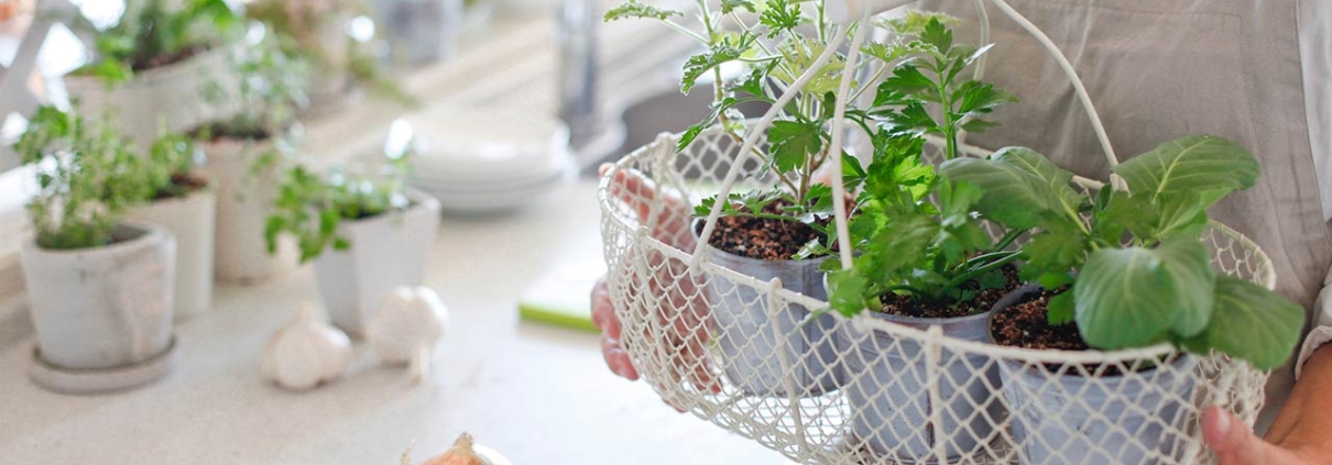 Woman holding indoor window vegetable planters