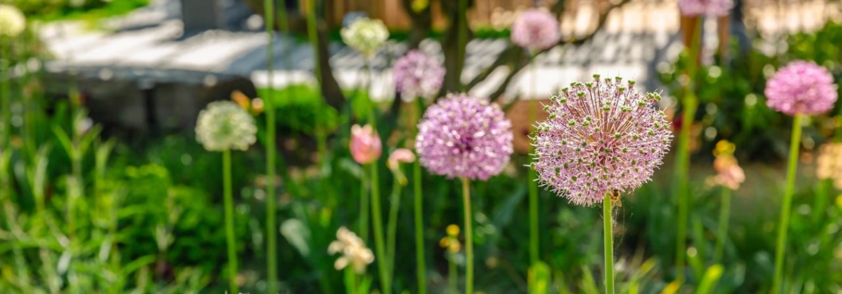 close up of colorful flowerbed with persian onion star of persia