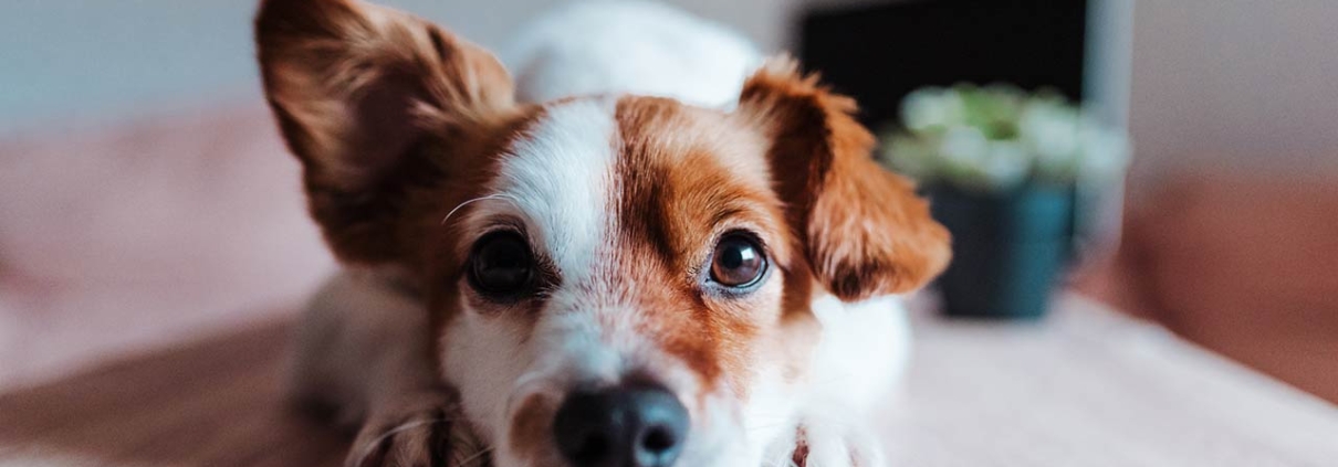 Close up of a dog with one ear up appearing to be listening