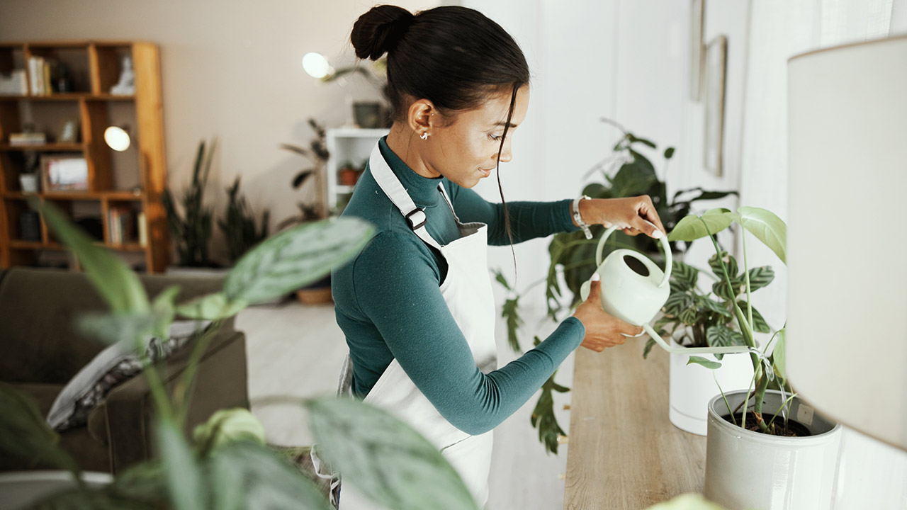 Woman watering plates in in living room stock photo